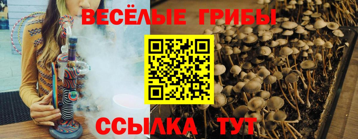 Псилоцибиновые грибы Psilocybine cubensis Артёмовский